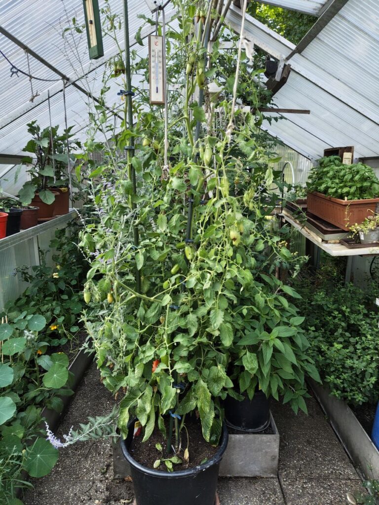 Kleingewächshaus mit Großtomate