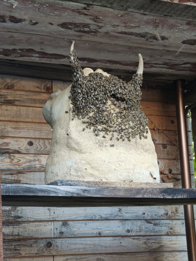 selbstgebaute Bienenbeute als "Bienenhaus"