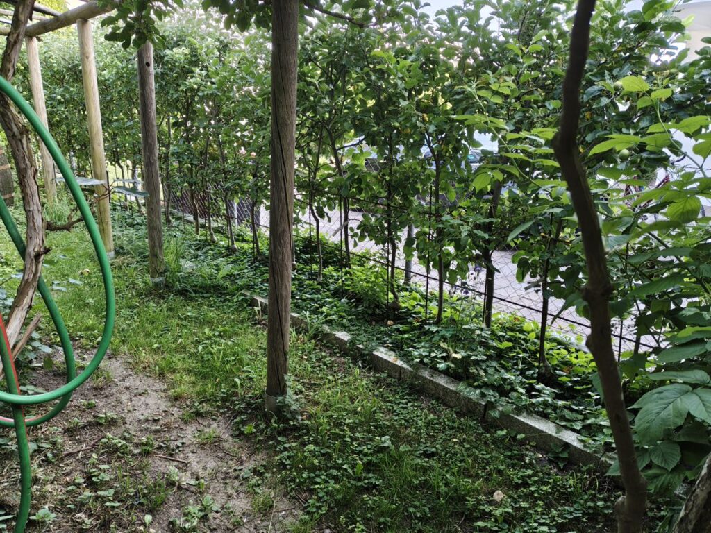 eng gepflanzte Apfelbaumhecke