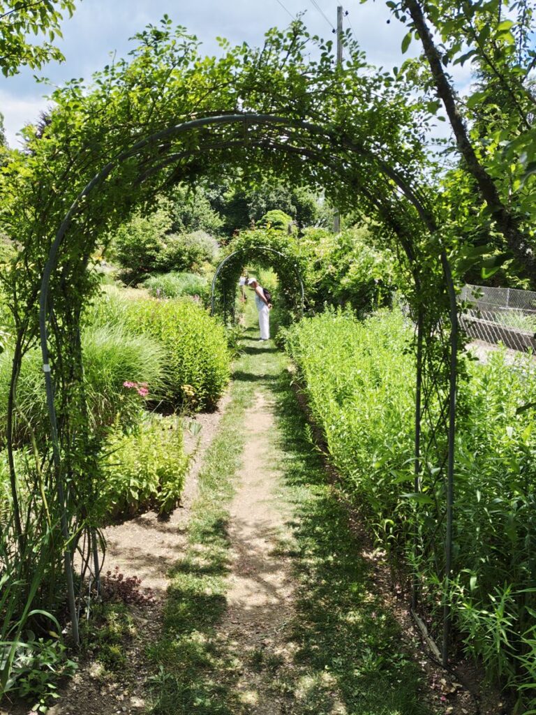 Gartenweg mit zwei bewachsenen Rankbögen