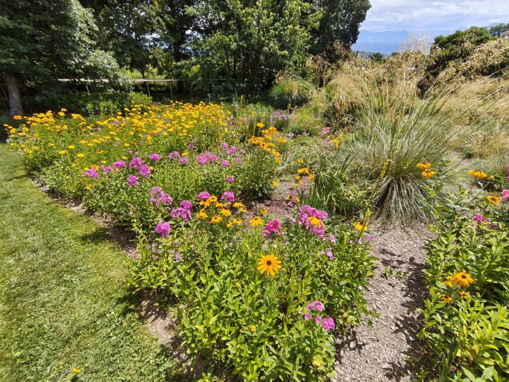 dicht bepflanztes Staudenbeet, gelber Sonnenhut und rosa Staudenphlox