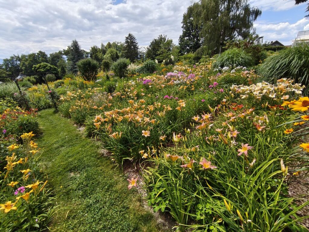 dicht bepflanztes Staudenbeet mit Taglilien