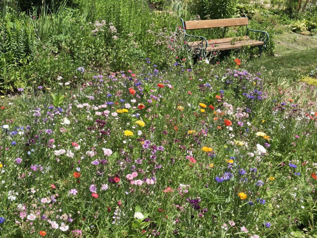 bunte Blumwenwiese