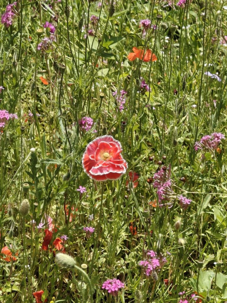 Mohnblüte (Züchtung) in einer Blumenwiese