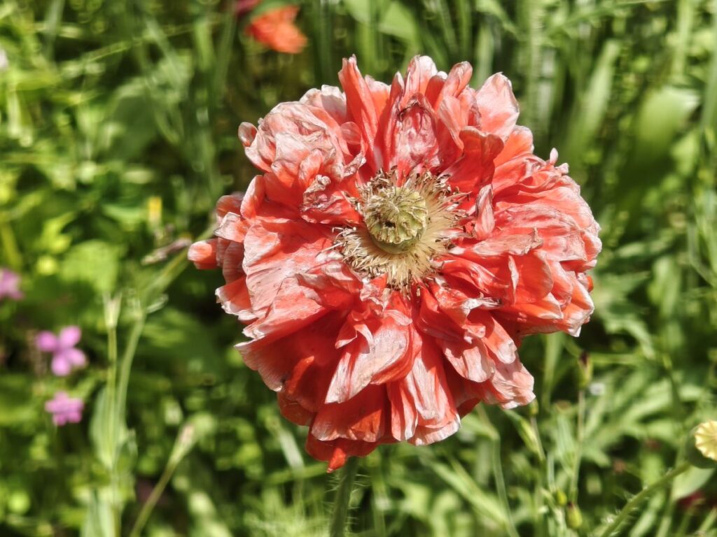 Mohnblüte, Gartenzüchtung
