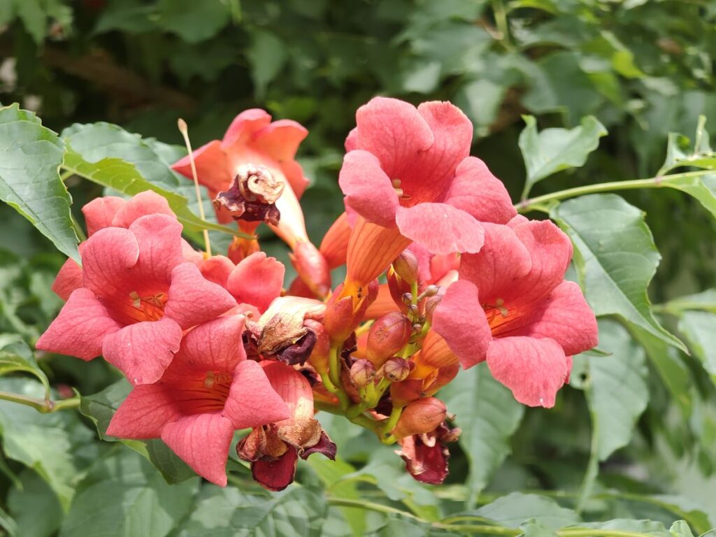 karminrote Blüte einer Campsis