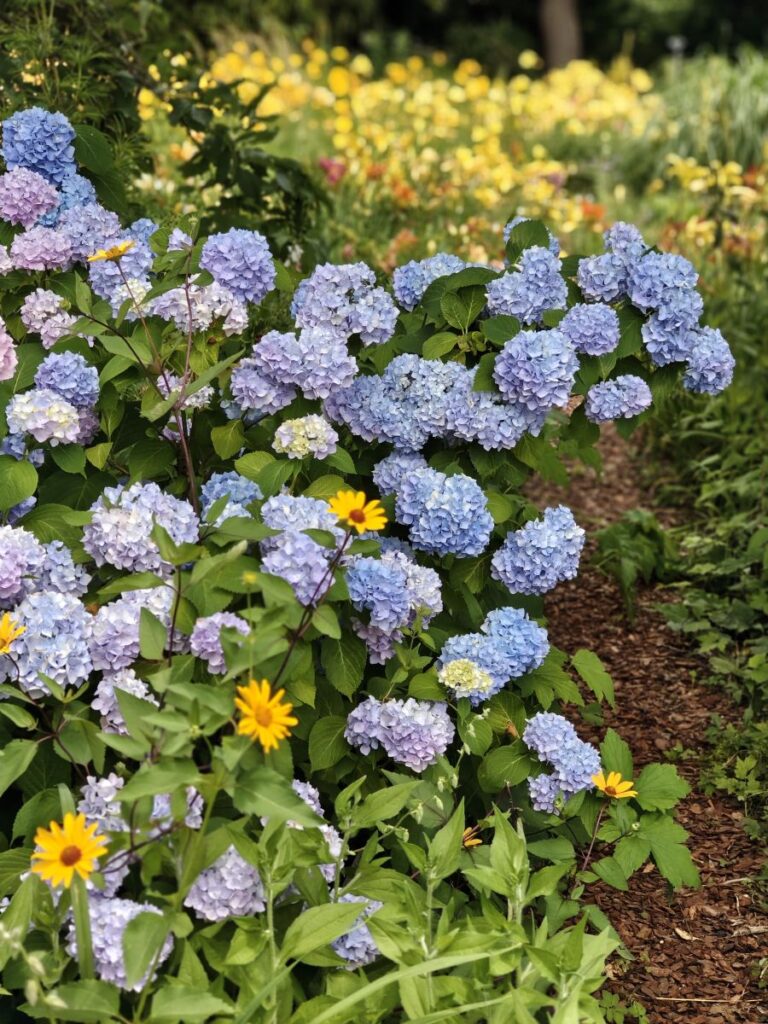 blaue Ballhortensienblüten und gelbe Margeriten