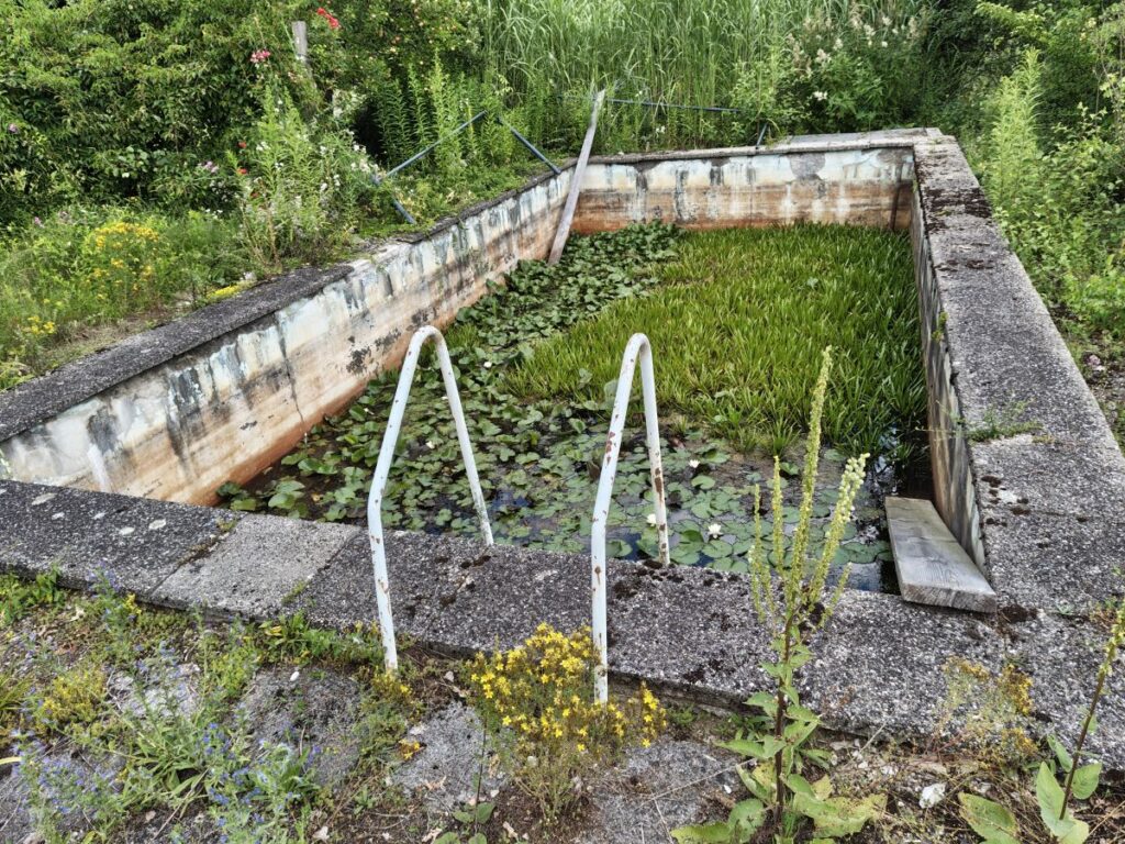 aufgelassener Swimmingpool voll mit Wasserpflanzen