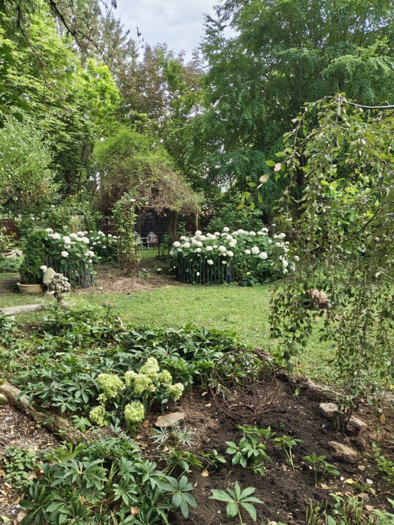 weiße Ballhortensien neben einer verwunschenen Gartenlaube
