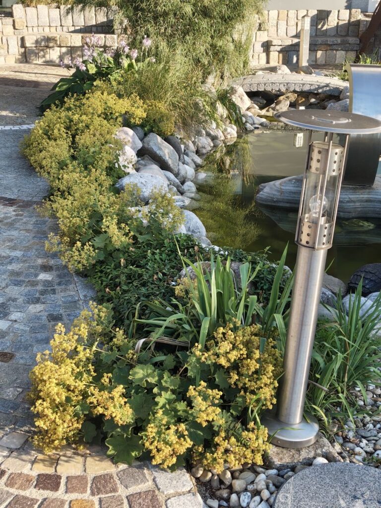 Alchemilla und Rundlingssteine