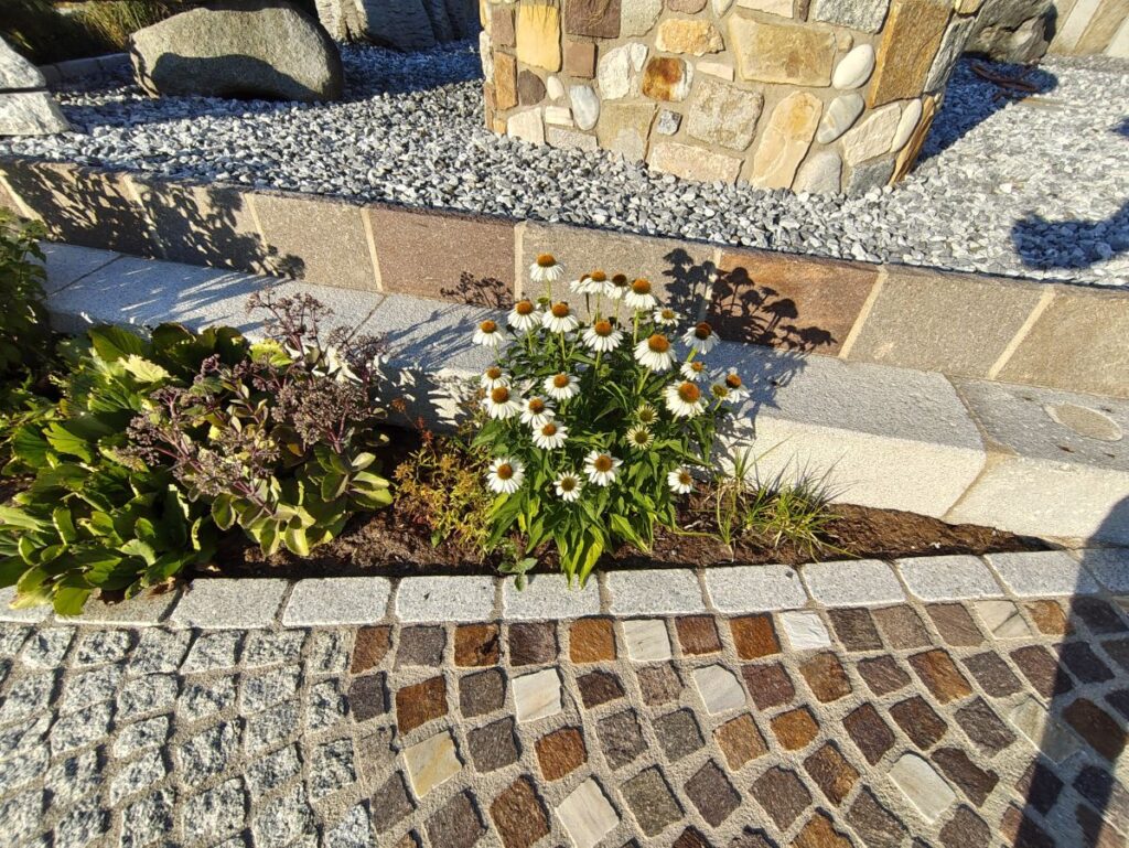 Natursteinpflasterung, Echinacea