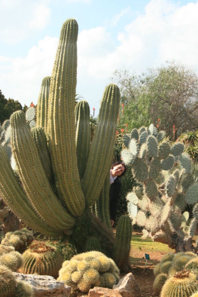 Kakteenstämme (aus Arizona?)