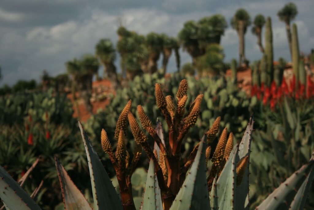 unbekannte Aloe-Art