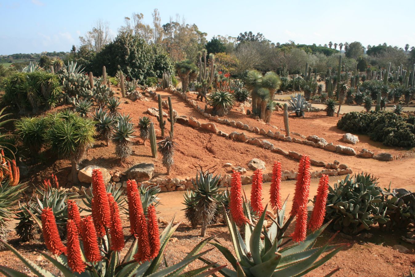 Erinnerung an Botanicactus (Mallorca, 2015)