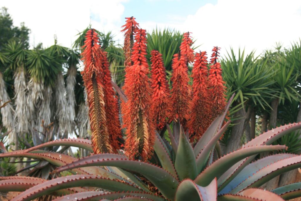 Aloe-Blüten einer schon älteren Pflanze