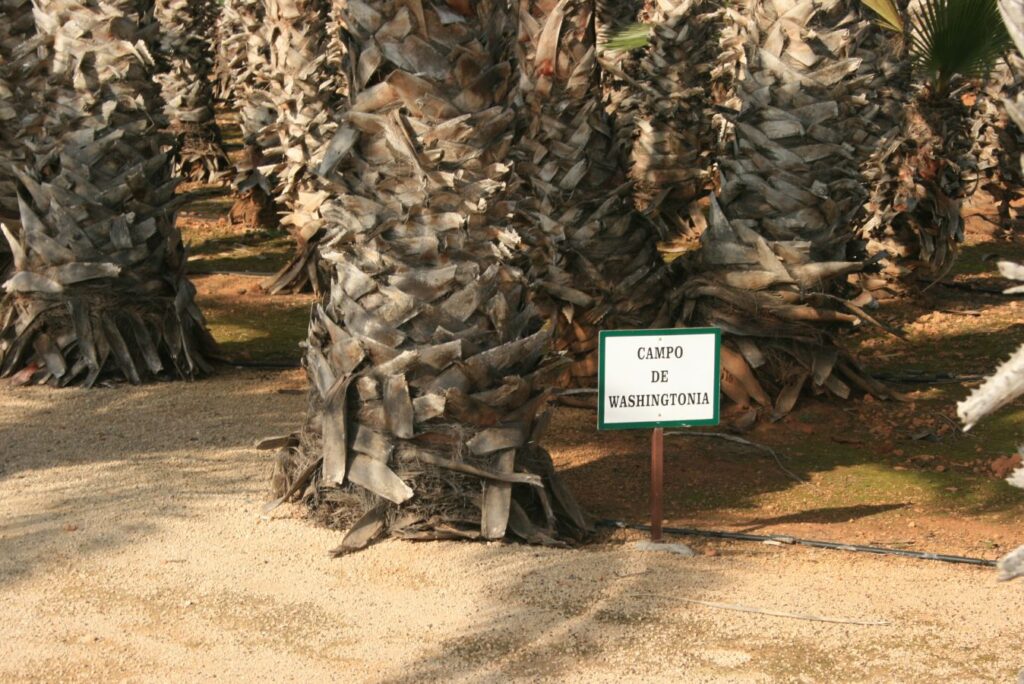 Washingtonia-Palmstämme