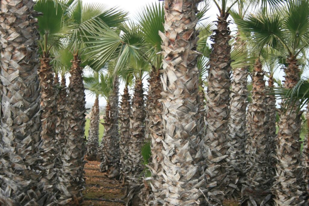 Washingtonia-Palmen
