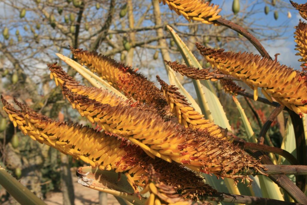 orange Blüten von Aloe