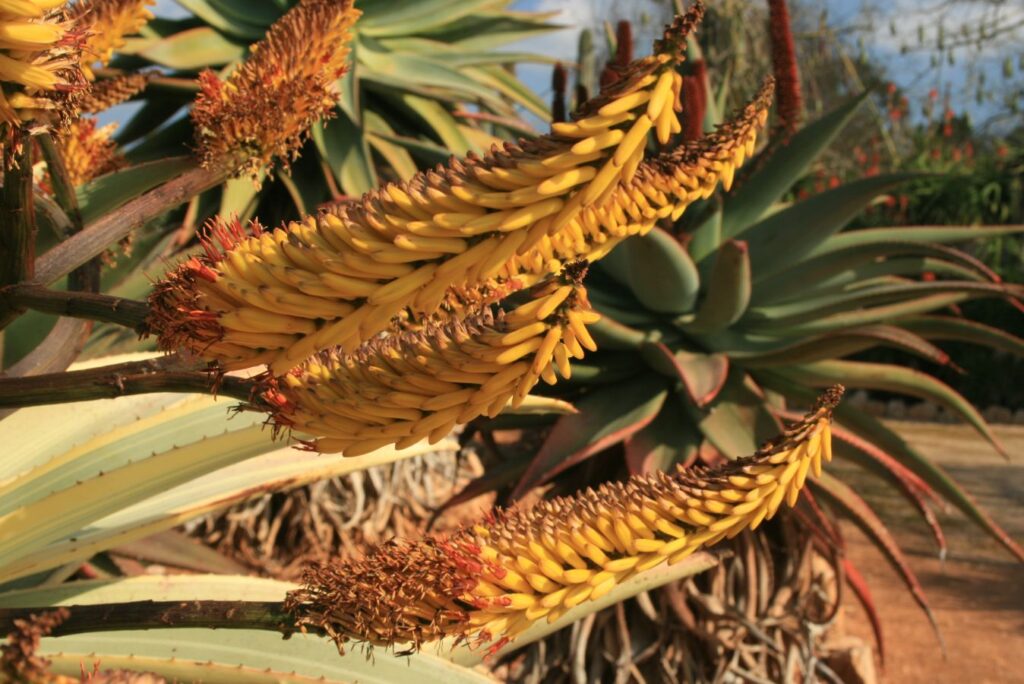 orangegelbe Blütgen von Aloe