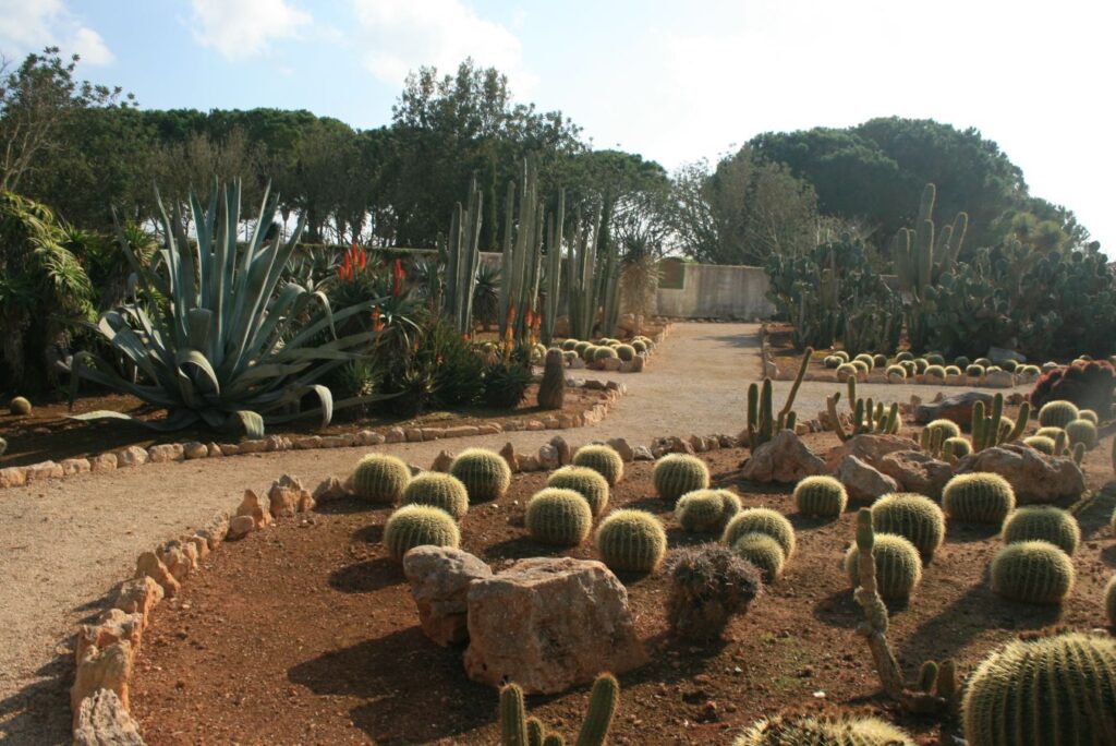 Ensemble von Kakteen, Kugelköpfe, Agave, säulenförmige
