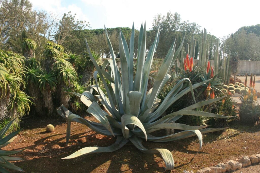 eine größere Agave, noch ohne Blüte