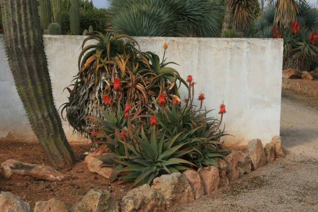 Agave als Wächter beim Ausgangstor